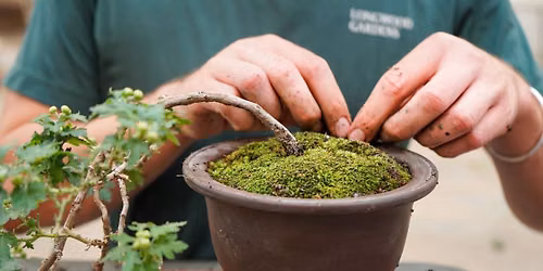 The Art of Bonsai (Youth workshop)