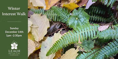 Winter Interest Walk