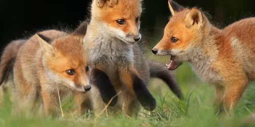 ECO Homeschool Adventures: Pleased to Eat You