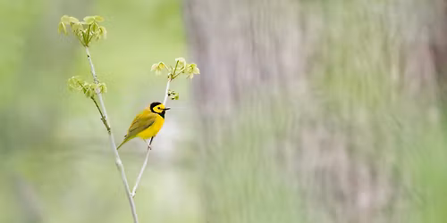 Birding Thornwood Nature Preserve