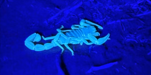 Scorpion Hunt