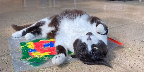 Catnip Painting
