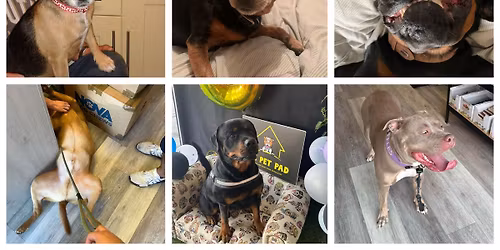 Free Doggie Easter Egg Hunt \ud83d\udc23 