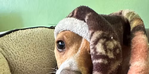 Old Fashioned Christmas Craft Sales