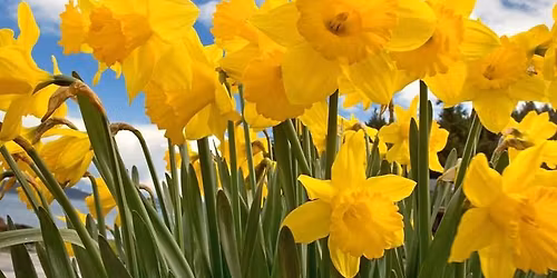 Daffodil Day Street Sales
