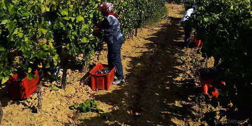 Free Wine Tasting--Feudo Solaria \/ Cantine Grasso Wines