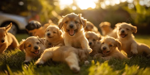 Puppy Playgroup