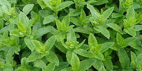 \u00d6rtmagi i judisk folktro med Mirjam Tekla