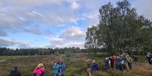 Nightjar Guided Walk - Cannock Chase