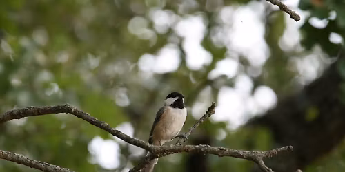 Homeschool - Birding Walk