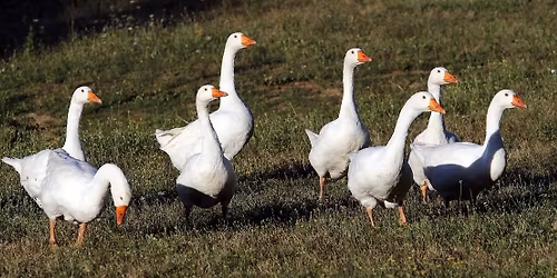 \u00d3falunap - 2026.