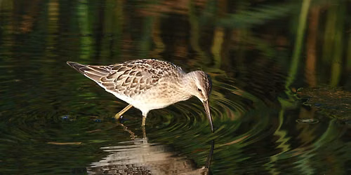 Jamaica Bay Late Summer Shorebirds & More