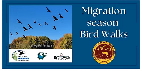 Migratory season bird walks in the Nashwaak Watershed