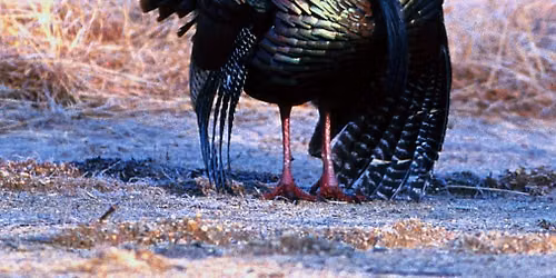 Homeschool Science Lab "Wild About Turkeys"
