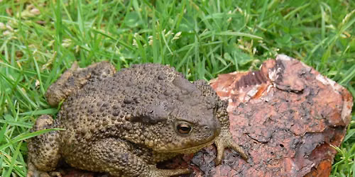 Amphibian Ecology and Survey Techniques