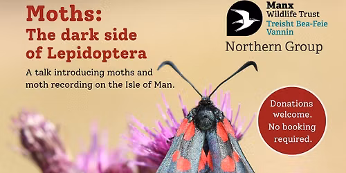 Moths: The dark side of Lepidoptera
