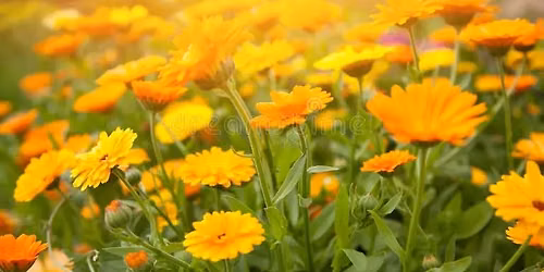 Petals to Potions: Capture the Healing Power of Calendula