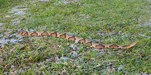 Sensational Snakes