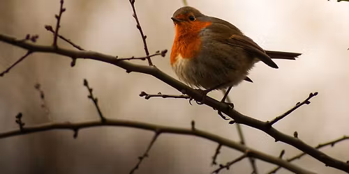 COMPLET - Balade naturaliste : Demain d\u00e8s l\u2019aube