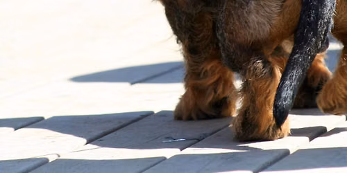 Ringtrening i Drammen Hundepark