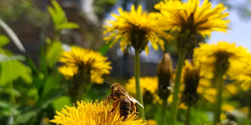 Herb Club Dandelion Dilemma: Friend or Foe