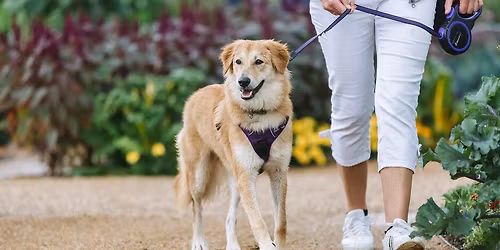 Walkies