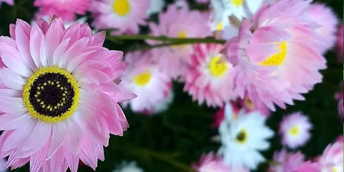 Saturday Plant Sales