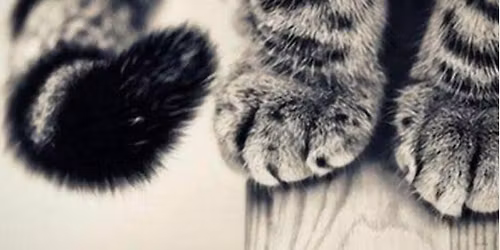 Catland Open Visitations 