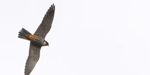 G\u00f6lja v\u00e5tmark & Dragmansbosj\u00f6n