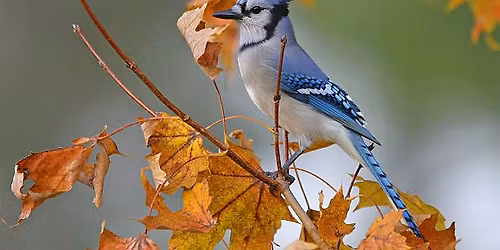 Almost Winter Bird Walk