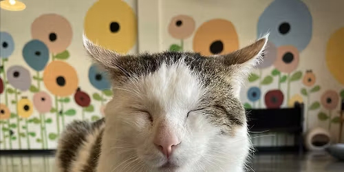 Mats and Cats: Family Exercise and Stretch