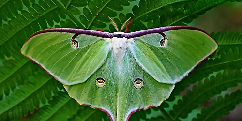 ECO Talk: The Coolest Insects of DFW!