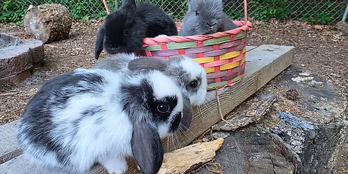 Bunny Petting Zoo