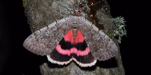 Dunes' Digest: Wisconsin Moths
