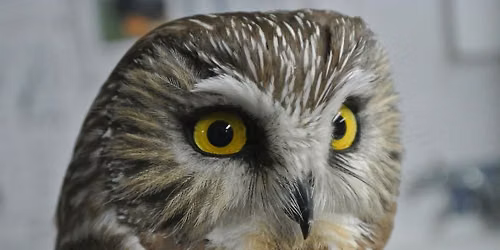 Owl-o-ween !!!