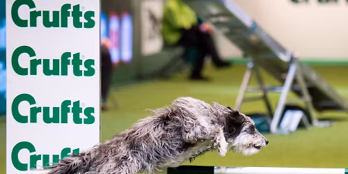 Praktick\u00e1 fyzioterapie pro agility psy