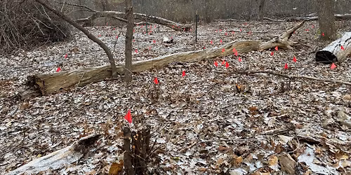Buckthorn cutting near Bloomington\u2019s only trout stream