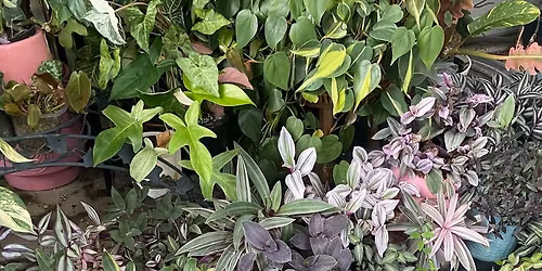 417 INDOOR Plants and stuff sale