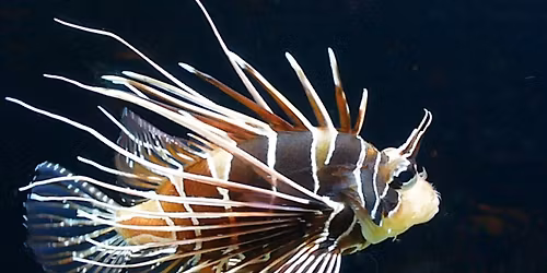 Sanctuary Saturday | Learn & Explore the Gulf