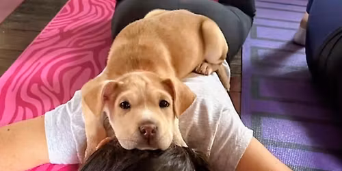 Puppy Yoga