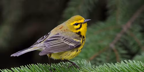 Birding Expedition Bus Tour: Presque Isle