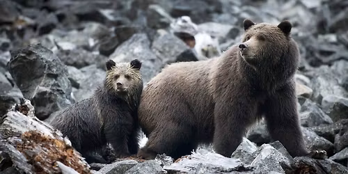 Parking Toronto Rock at Ottawa Black Bears