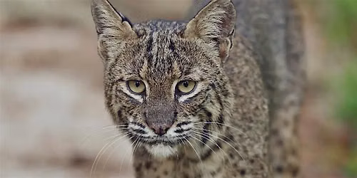 Cat Tales: Florida's Native Felines
