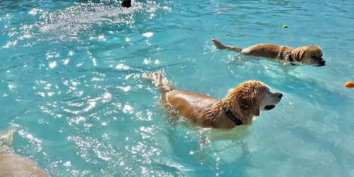 Doggie Splash