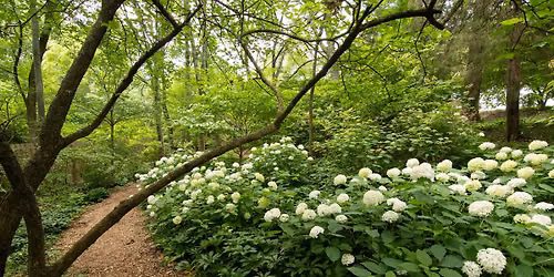 Designing with Trees and Shrubs
