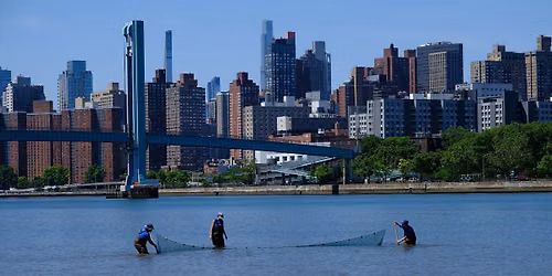Salt Marsh Saturday: City of Water Day Seining in the Harlem River