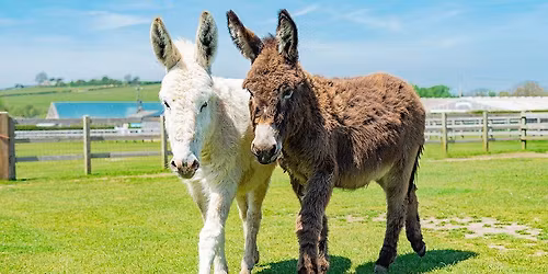 HUB Wellbeing Day at Donkey Sanctuary