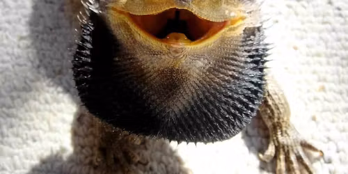 Critter Camp: Lizards & Geckos at The Playroom