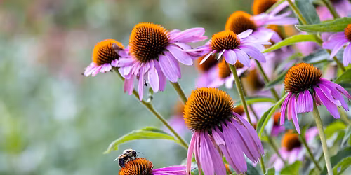 15th Annual Seedy Saturday Hamilton