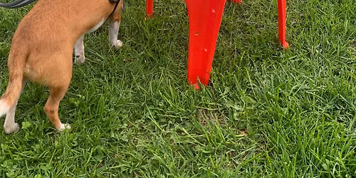 Beginners Scent Detection Workshop